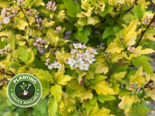 Tiny Wine® Gold Ninebark