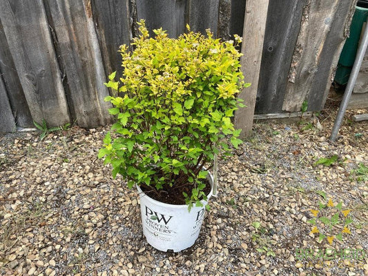 Tiny Wine® Gold Ninebark