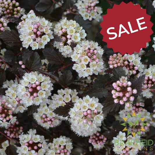 Tiny Wine® Ninebark