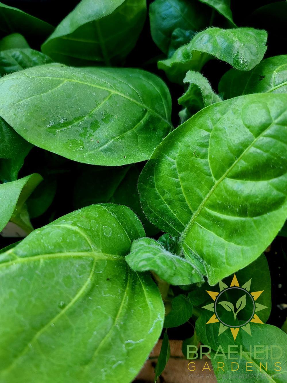 Tobacco Seeds