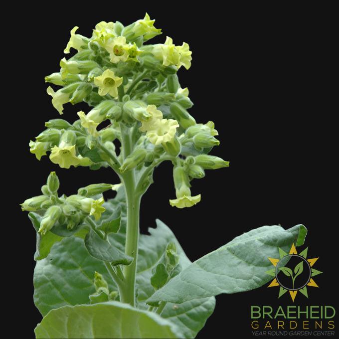 Tobacco Seeds