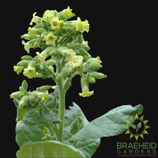 Tobacco Seeds