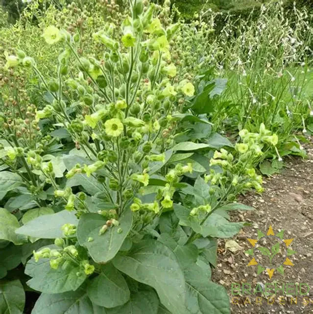 Tobacco Seeds