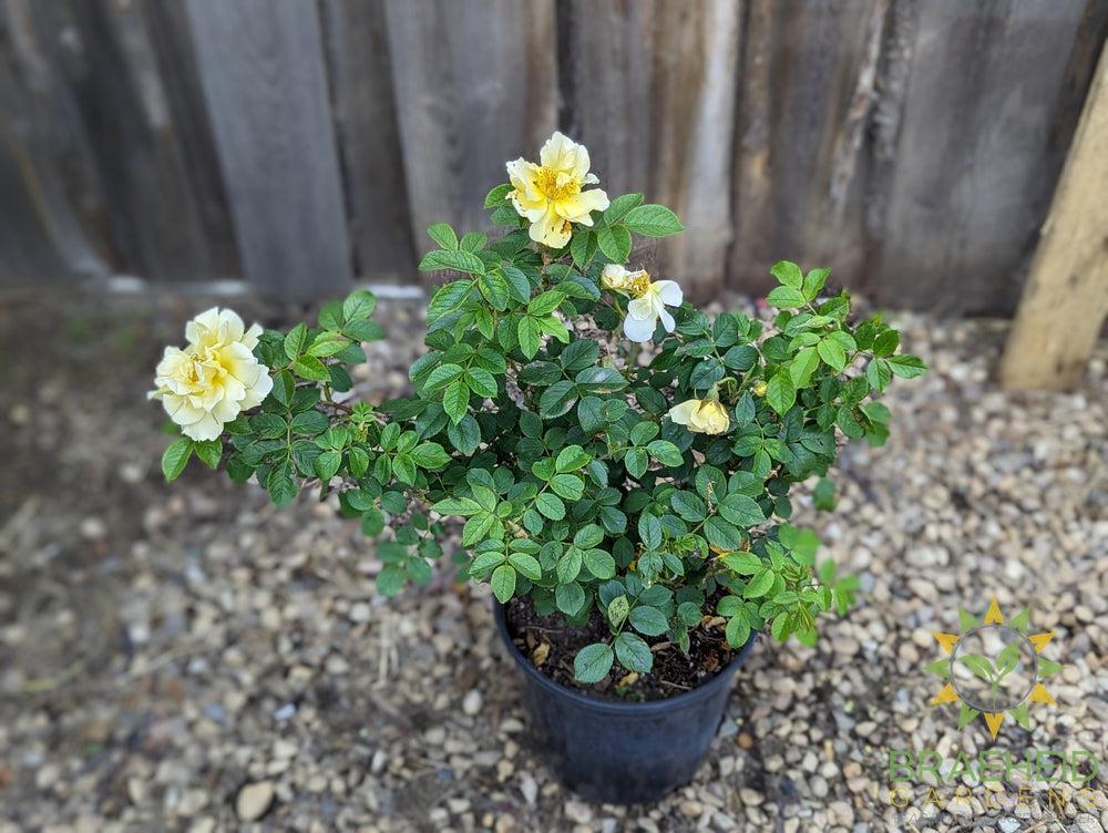 Topaz Jewel Rose