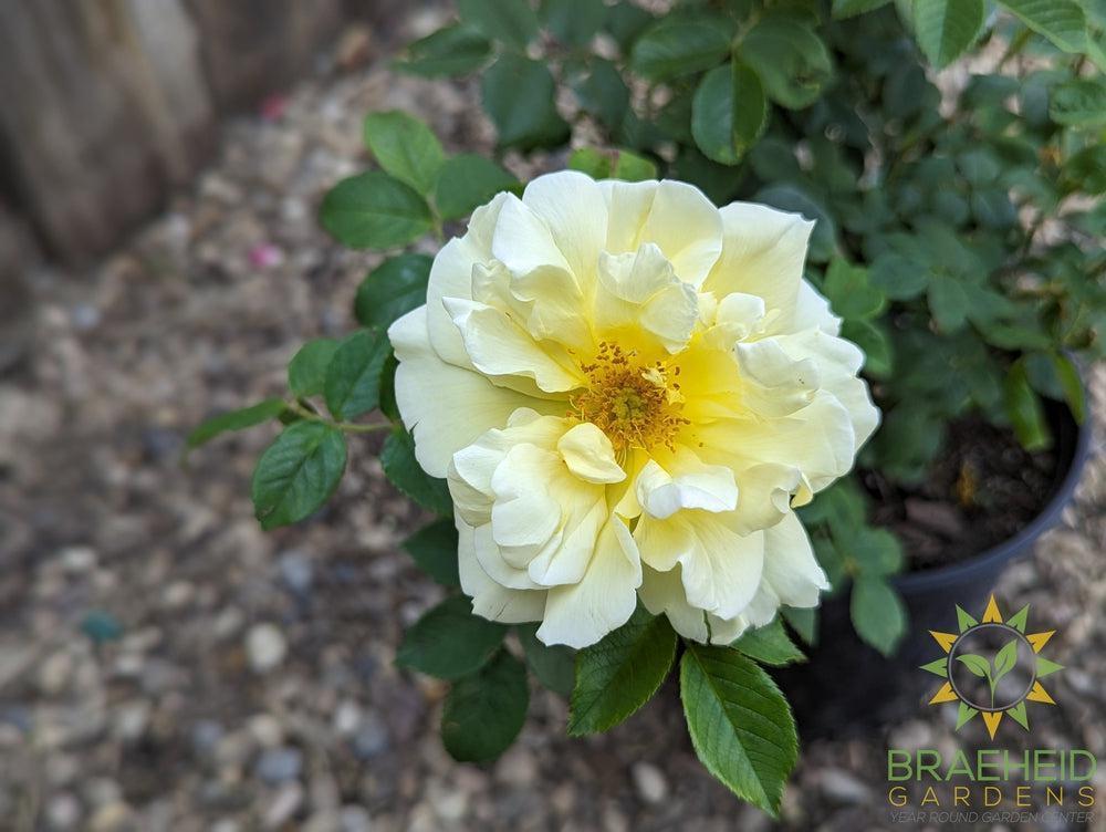 Topaz Jewel Rose