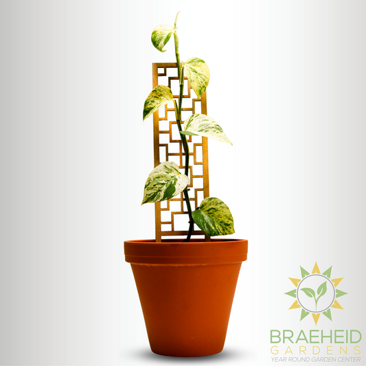 Tropical Squares Wooden Trellis