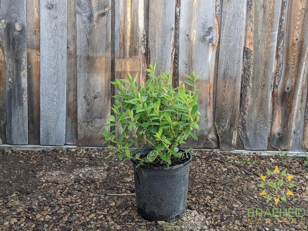 Buy Tundra Haskap Berry an Edible Shrub in Grande Prairie Alberta - Braeheid Gardens Ltd.