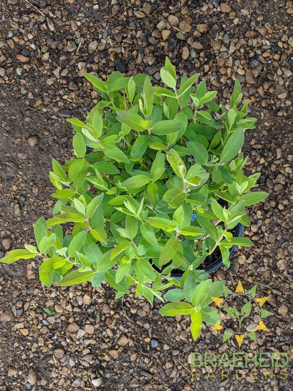 Buy Tundra Haskap Berry an Edible Shrub in Grande Prairie Alberta - Braeheid Gardens Ltd.