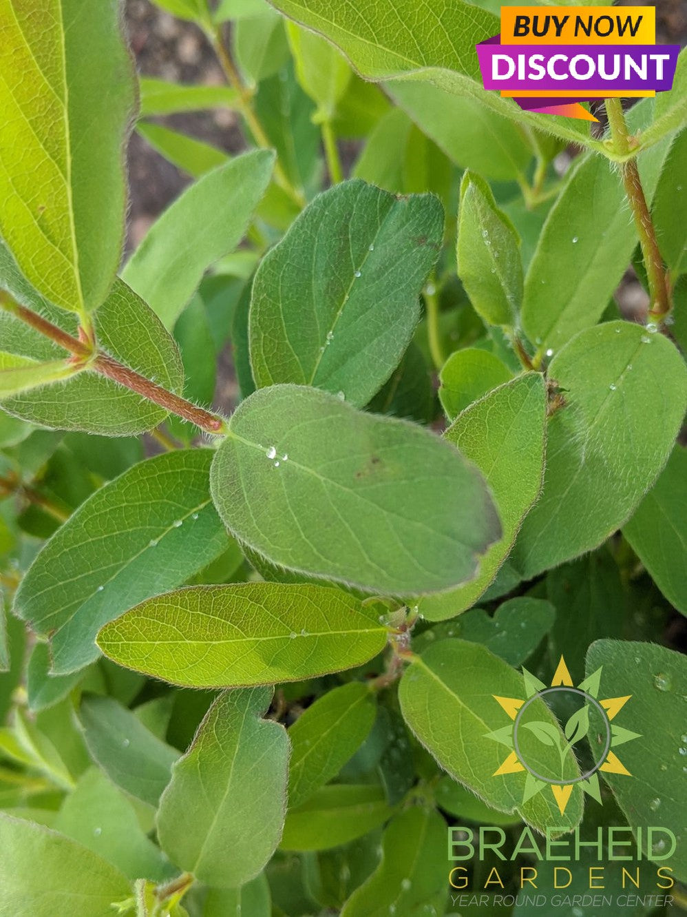 Tundra Haskap Berry