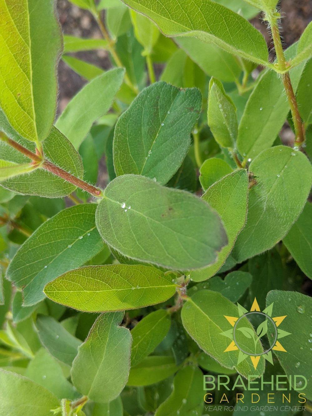 Buy Tundra Haskap Berry an Edible Shrub in Grande Prairie Alberta - Braeheid Gardens Ltd.