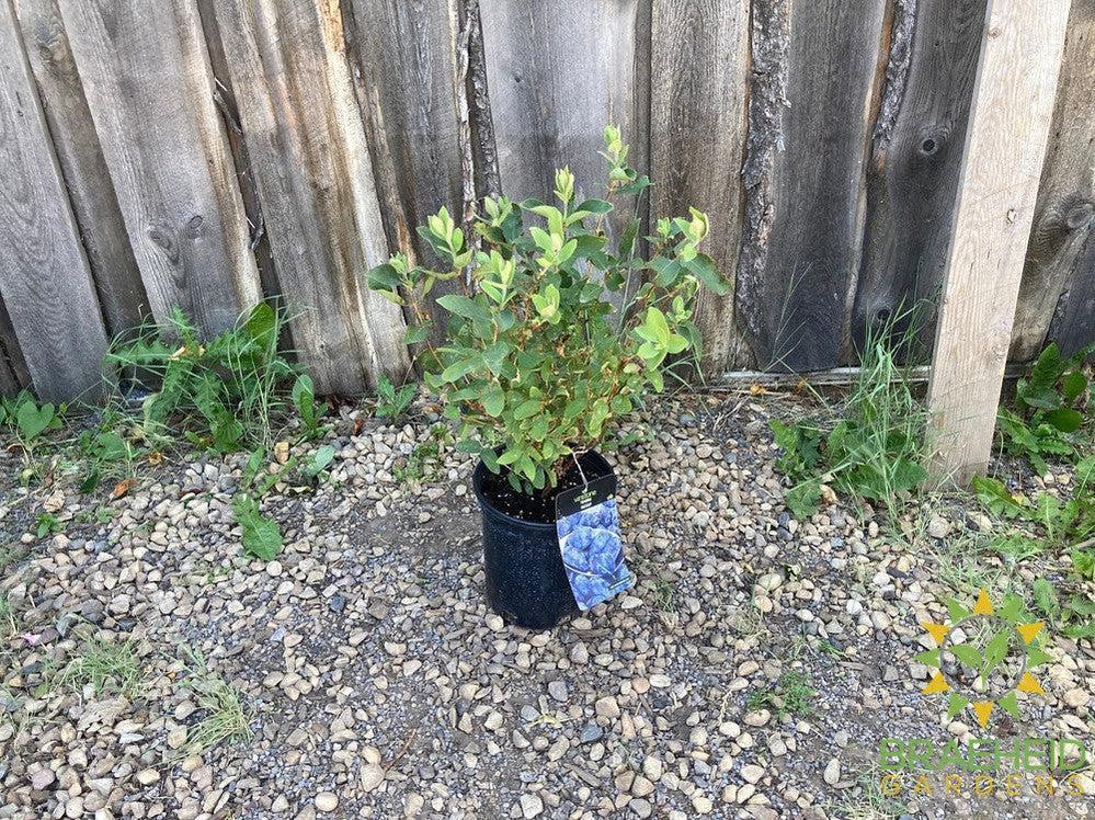 Buy Tundra Haskap Berry an Edible Shrub in Grande Prairie Alberta - Braeheid Gardens Ltd.
