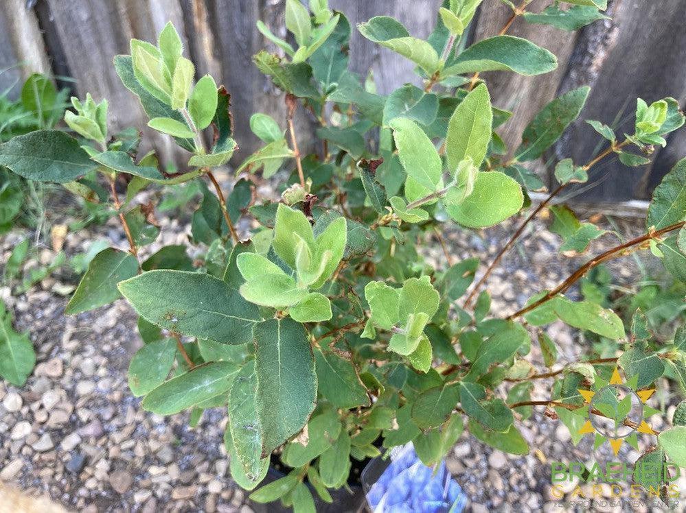 Buy Tundra Haskap Berry an Edible Shrub in Grande Prairie Alberta - Braeheid Gardens Ltd.