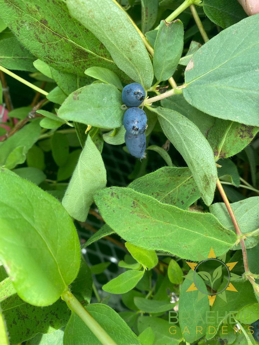 Buy Tundra Haskap Berry an Edible Shrub in Grande Prairie Alberta - Braeheid Gardens Ltd.