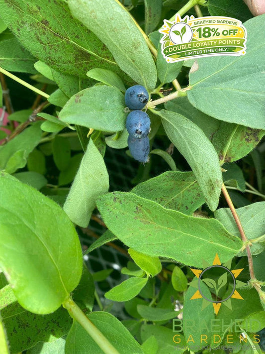 Buy Tundra Haskap Berry an Edible Shrub in Grande Prairie Alberta - Braeheid Gardens Ltd.