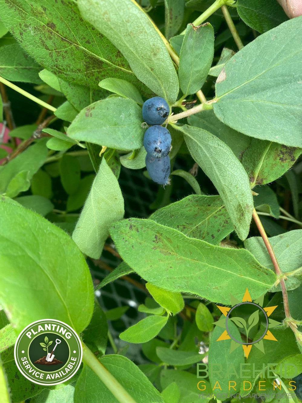 Buy Tundra Haskap Berry an Edible Shrub in Grande Prairie Alberta - Braeheid Gardens Ltd.