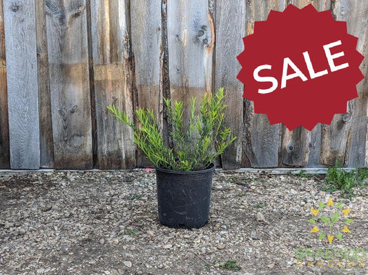 Turkestan Burning Bush