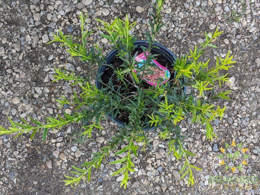 Turkestan Burning Bush