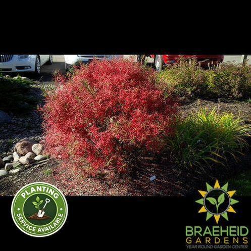 Turkestan Burning Bush
