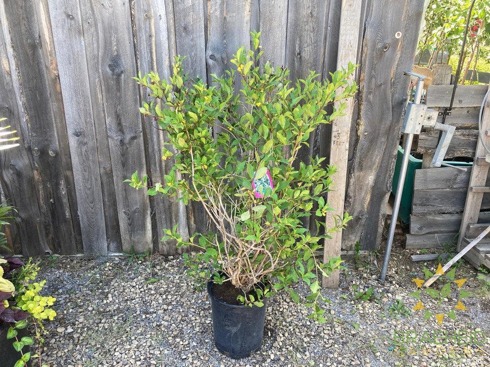 Twin-Bract Honeysuckle