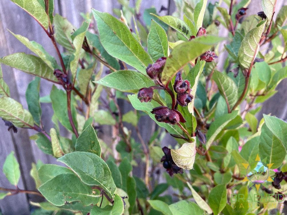 Twin-Bract Honeysuckle