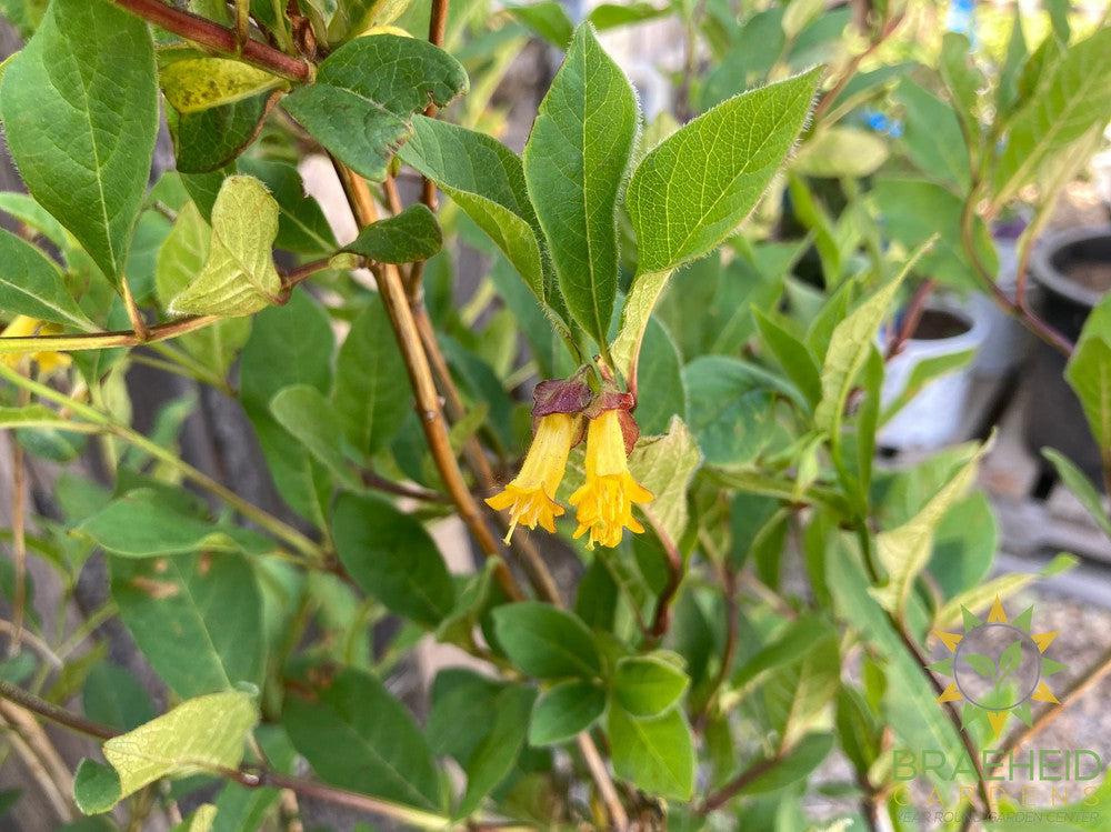 Twin-Bract Honeysuckle