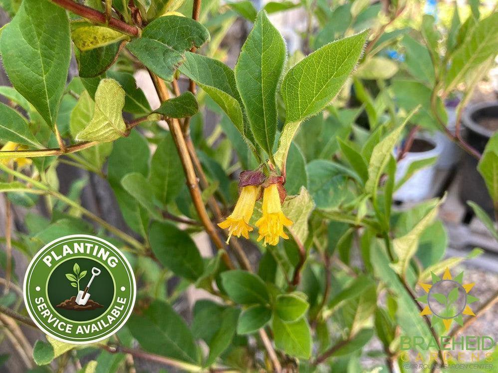 Twin-Bract Honeysuckle