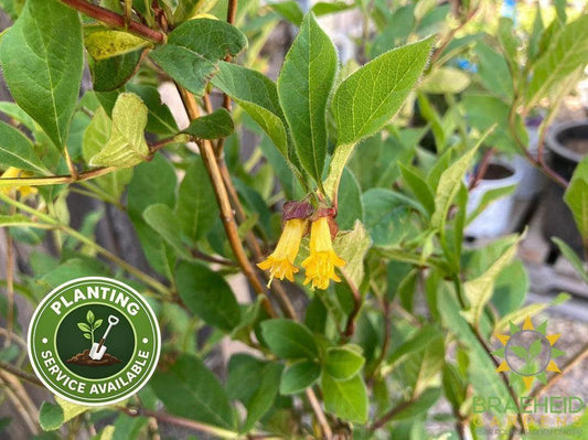 Twin-Bract Honeysuckle