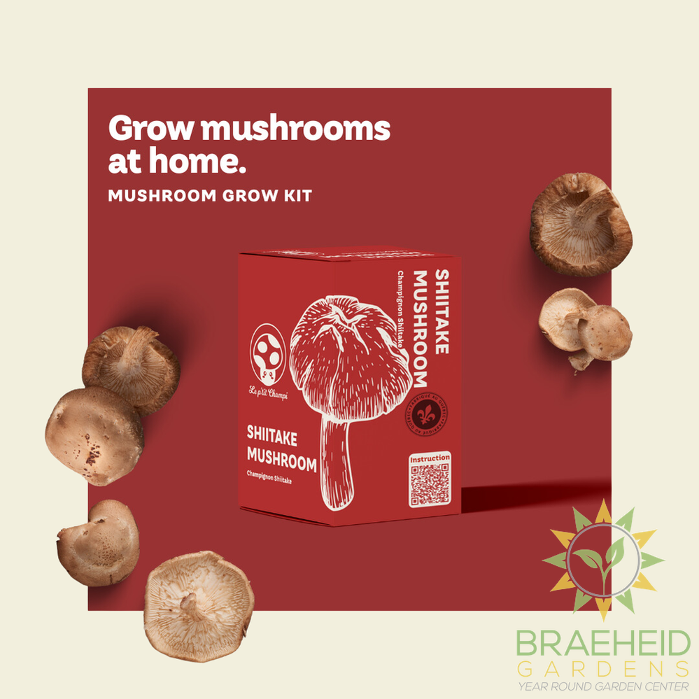 Shiitake Mushroom Kit