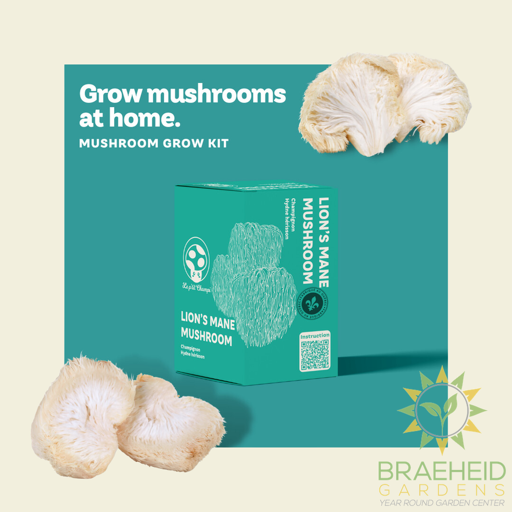 Lion's Mane Mushroom Kit