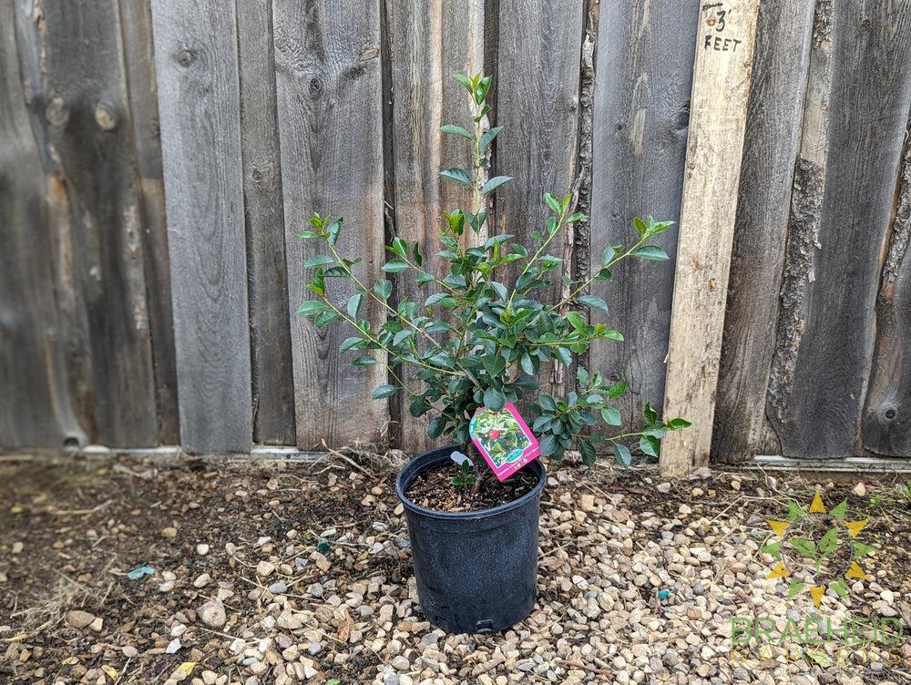 Valentine Cherry Shrub