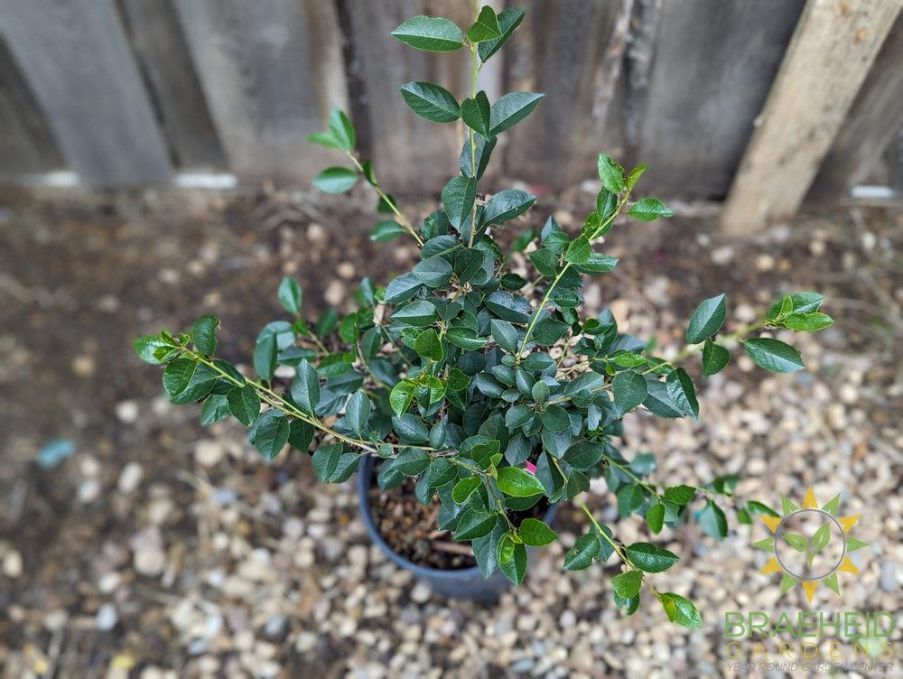 Valentine Cherry Shrub