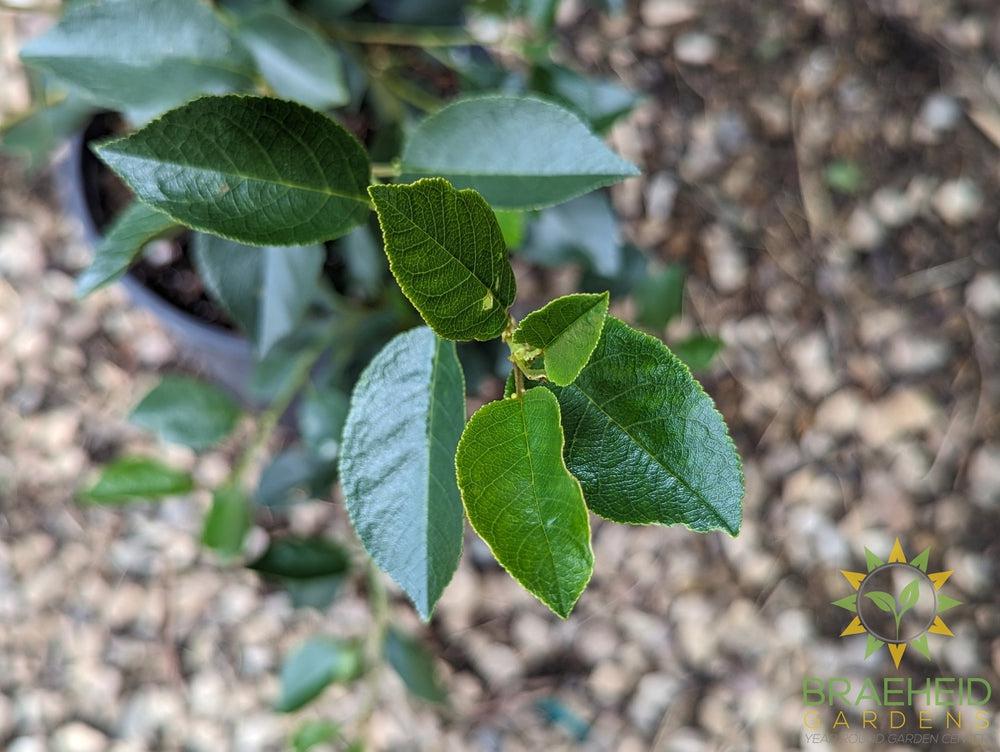 Valentine Cherry Shrub