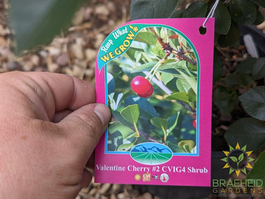 Valentine Cherry Shrub