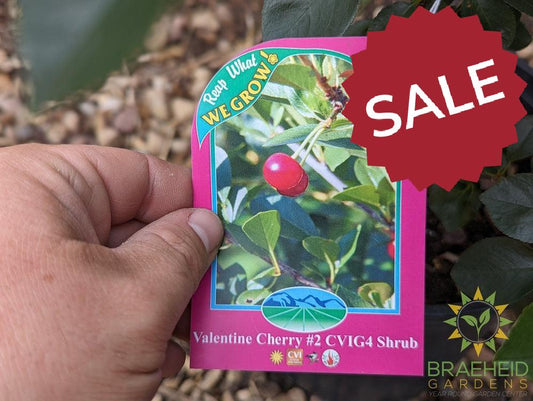 Valentine Cherry Shrub
