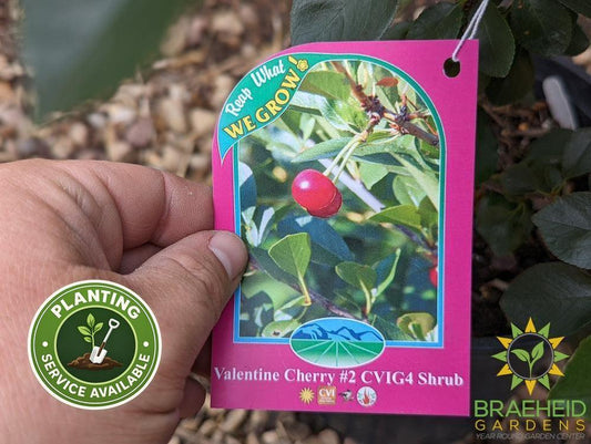 Valentine Cherry Shrub