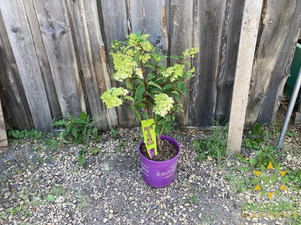 Vanilla Strawberry™ Hydrangea