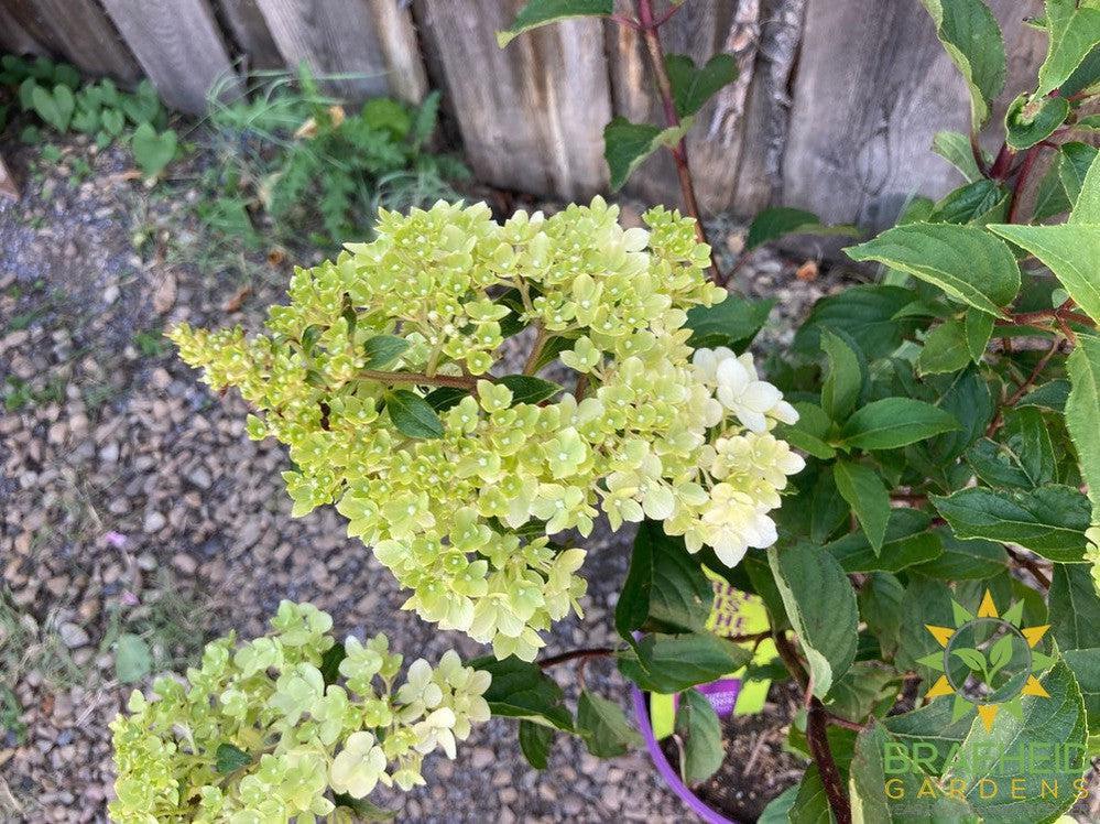 Vanilla Strawberry™ Hydrangea