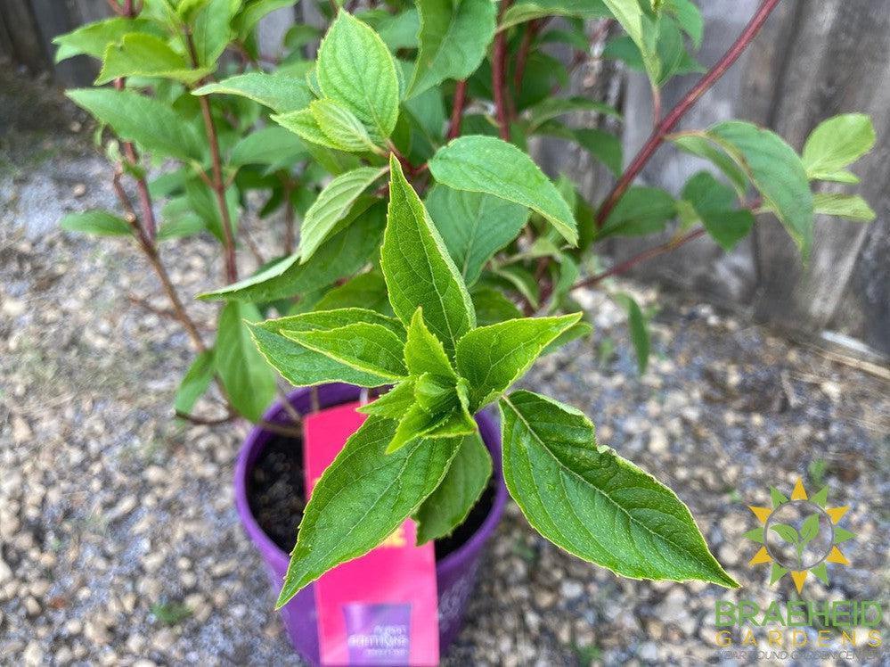 Vanilla Strawberry™ Hydrangea