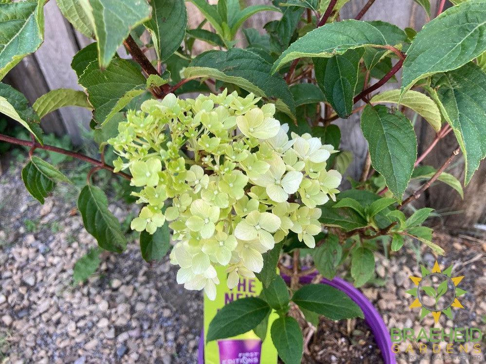 Vanilla Strawberry™ Hydrangea