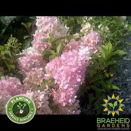 Vanilla Strawberry™ Hydrangea