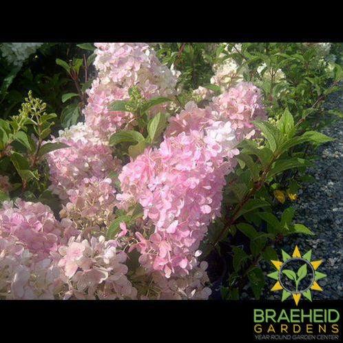 Vanilla Strawberry™ Hydrangea