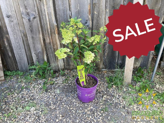 Vanilla Strawberry™ Hydrangea