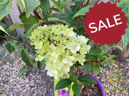 Vanilla Strawberry™ Hydrangea