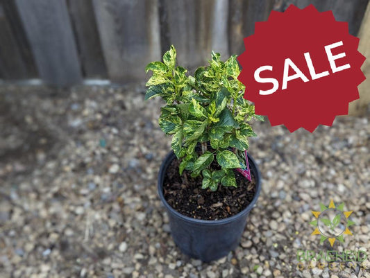 Variegated Common Lilac