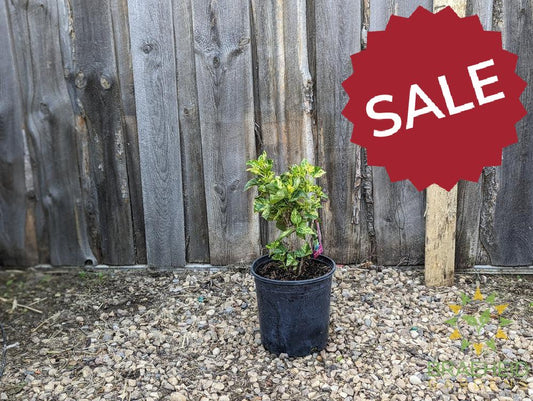 Variegated Common Lilac