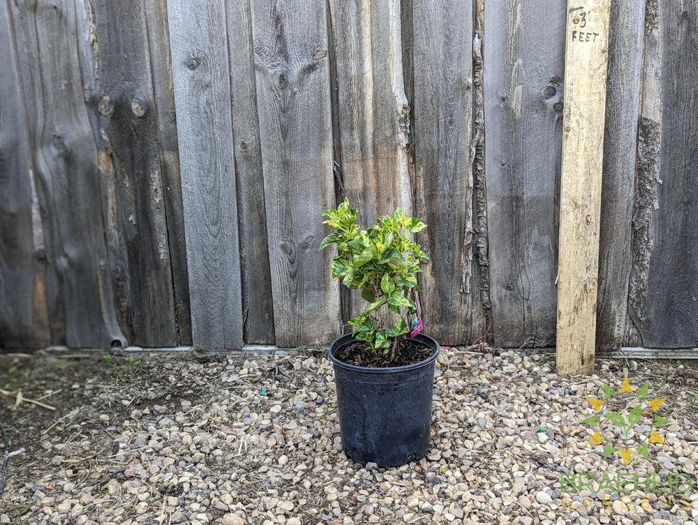 Variegated Common Lilac