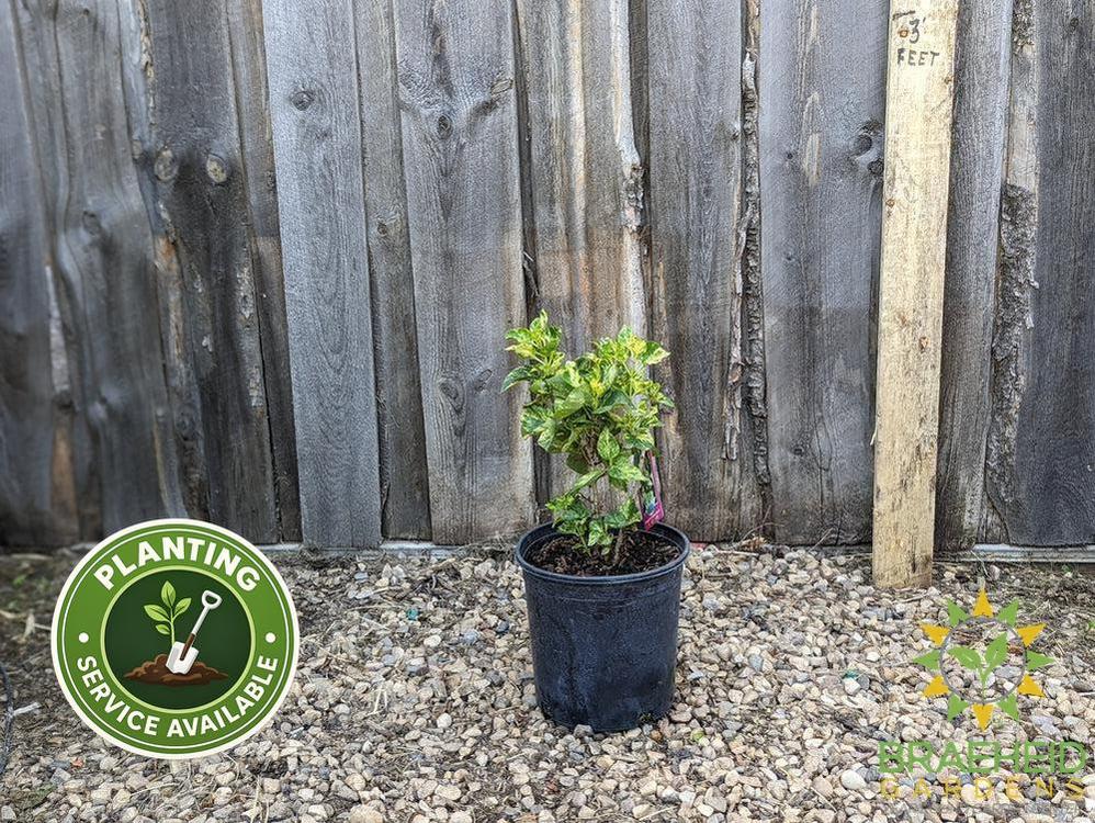Variegated Common Lilac