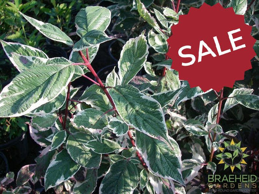 Variegated Siberian Dogwood