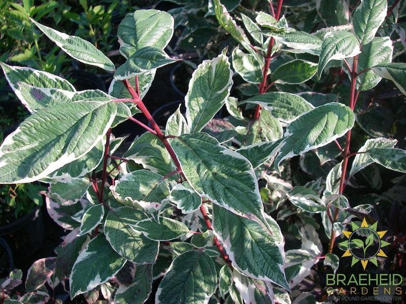 Variegated Siberian Dogwood