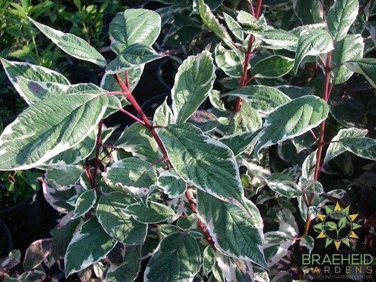 Variegated Siberian Dogwood